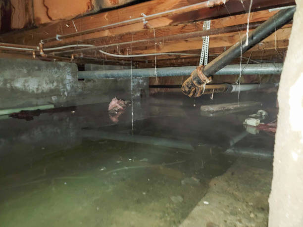 Best Flood damage cleanup  in Mascot, TN