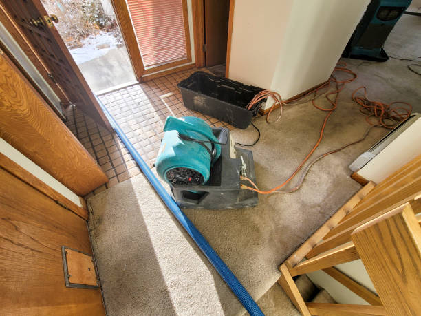 Best Basement water damage restoration  in Mascot, TN