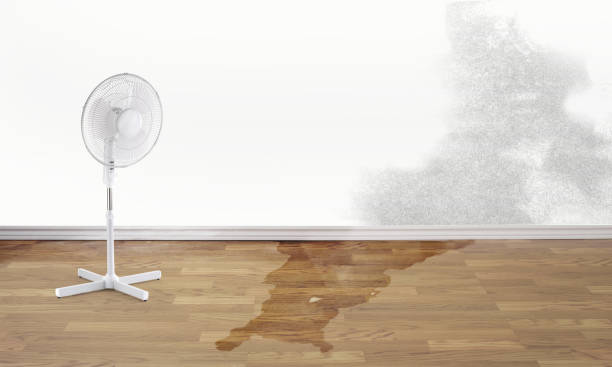 Best Water damage restoration near me  in Mascot, TN